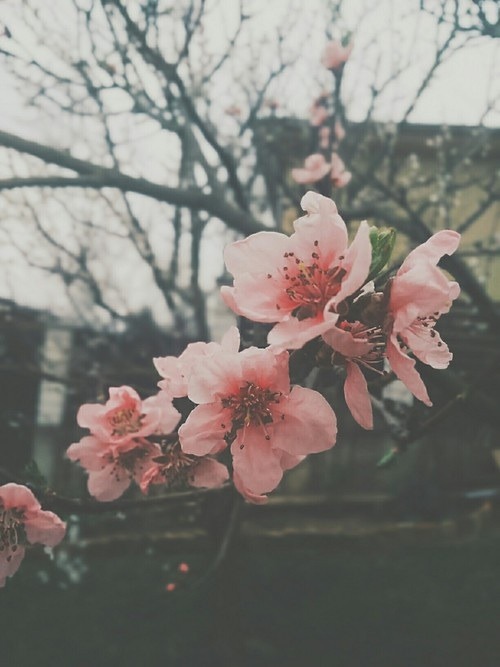 jasmine flower on Tumblr