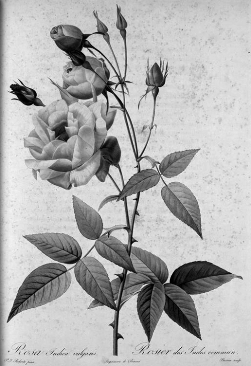 chaosophia218 - Pierre-Joseph Redouté - Les Roses, 1817.