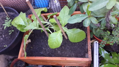 thepurplebroom:I have repotted and moved my Tobacco outside...