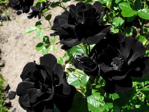 lapetitefleurcris:sixpenceee:Pure black roses do exist. The...