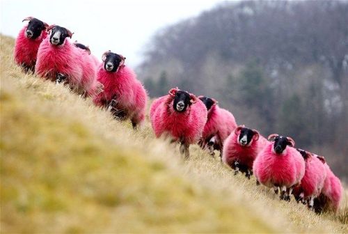 piquelonia:sixpenceee:Freshly dyed sheep run in view of the...