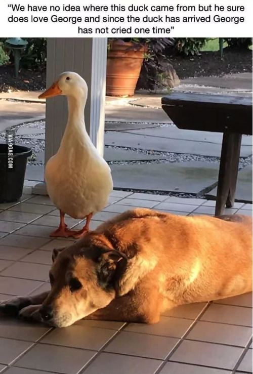 catchymemes - This dog was depressed for 2 years after his best...