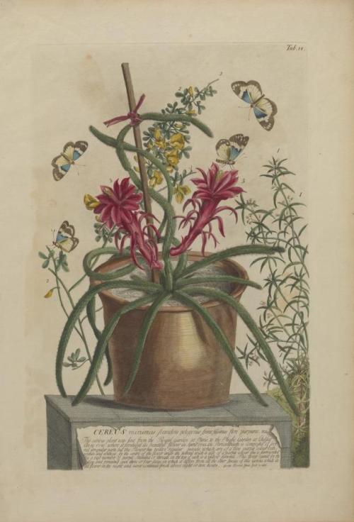 heaveninawildflower - Botanical illustrations with lepidoptera...