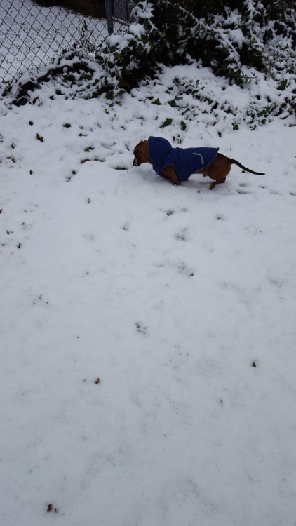 This is the only pic I have of Dash in the snow. He ain’t no fan...