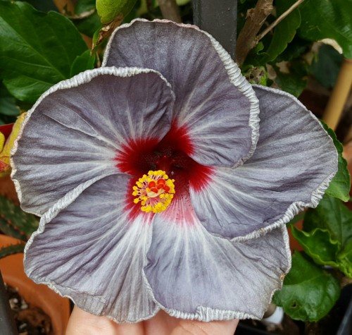 syngoniums:‘Bright Hope’, ‘Silver Lining’, 'Dixie Belle’,...