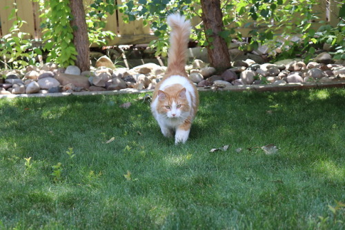coolcatgroup:remybell:A boy approaches.He!!!!