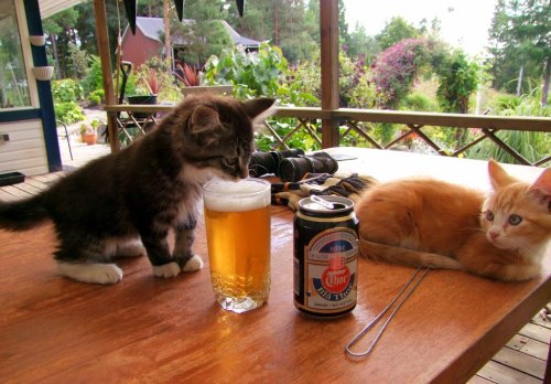 catsbeaversandducks - “Eww! How can humans drink this...