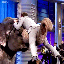 jimmyfallongifs-blog - jimmy fallon rides an elephant