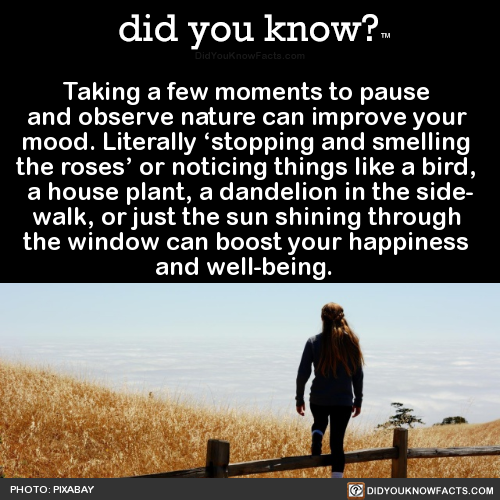 taking-a-few-moments-to-pause-and-observe-nature
