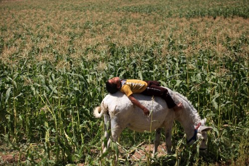 fotojournalismus - A boy enjoys the sun atop a donkey grazing in...