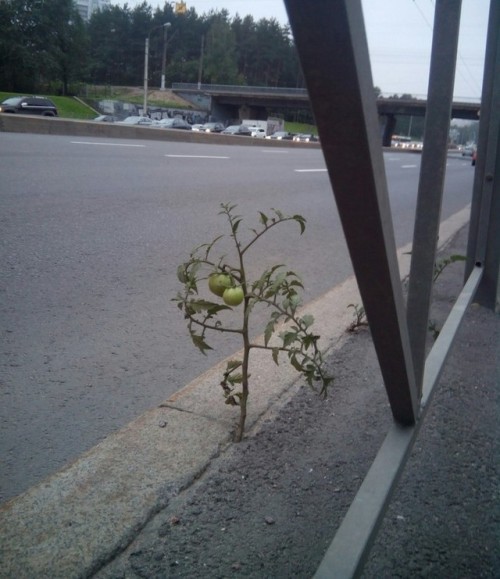 weirdrussians - Tomatoes growing along the road in Primorsky...