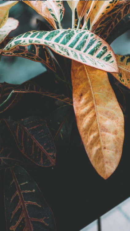 xphone-backgroundsx:Autumn Lockscreens //