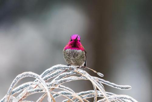 amazinglybeautifulphotography - This hummingbird bird outside my...