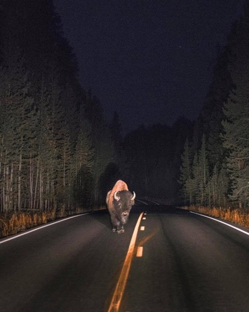 thouartadeadthing - Night encounter in Yellowstone National...