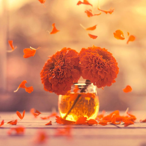 autumn-bits-and-pieces - Marigold Days by arefin03