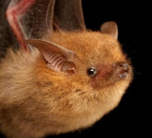 daily-batty-dose - eartharchives - Bats comprise the second...