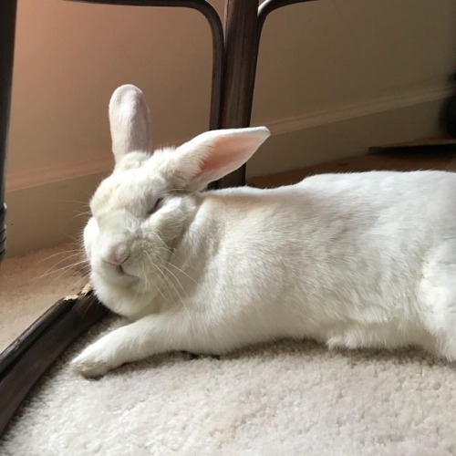 abunaday - I very rudely disturbed his nap. #bunny #bunnies...