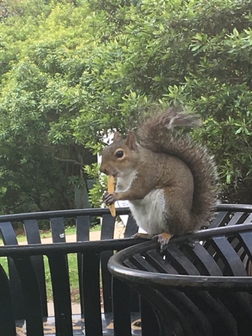 wahbegan - rhiiannon - look at this squirrel eating a french fryi...