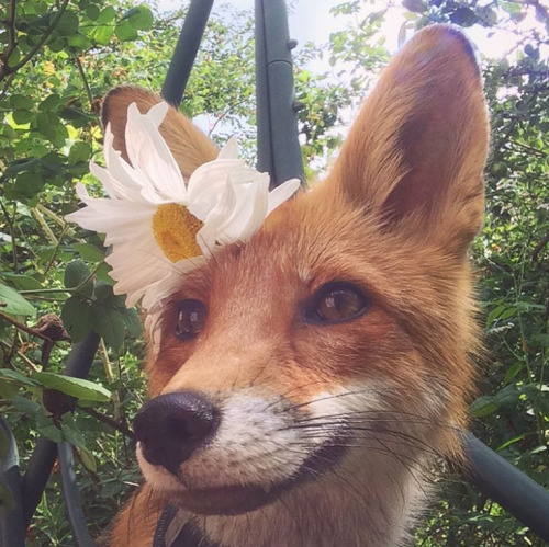 everythingfox - Flower foxeHappy flower foxxo 