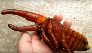 The pupa of a Hercules beetle.