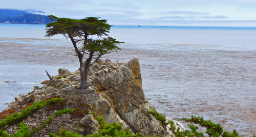 watermoonming:Lone Monterey Cypress