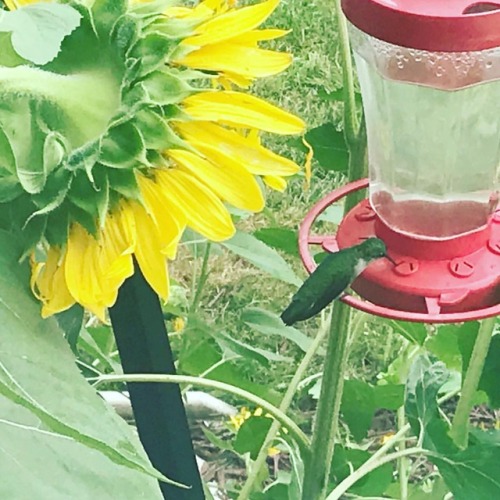 rayb270:Breakfast time for the hummingbirds!☀️#ohio...