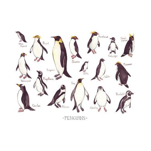 sosuperawesome - Field Guide Art Prints by Kate Dolamore on...