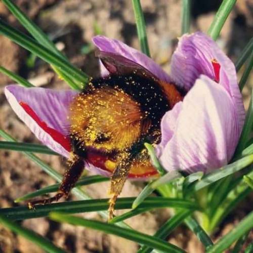 naamahdarling - catsbeaversandducks - Some bumble bee butts.Via...