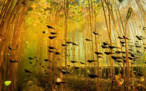 mc1303 - sixpenceee - Tadpoles swimming under lily pads....