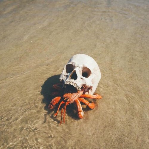 rebel-without-a-cunt - viralthings - Hermit crab using a skull for...