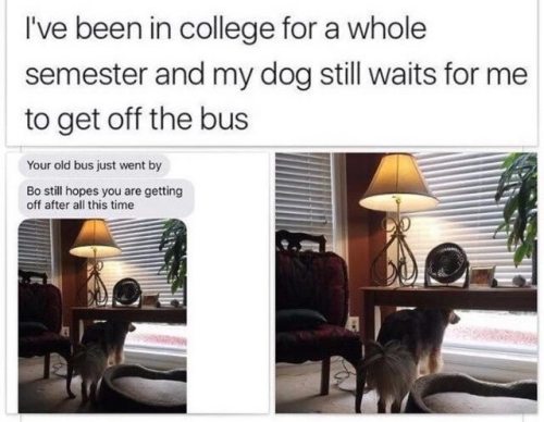 tooiconic - gaytheistancap-bishes - catchymemes - Dogs are the...
