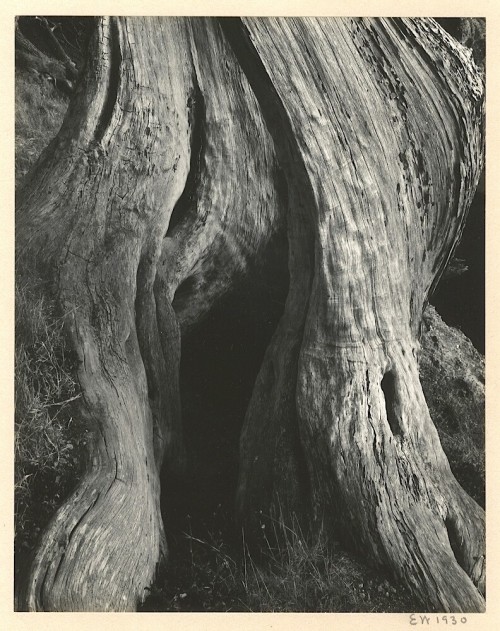 habitantes-oazj:PH - Edward Weston - Cypress, Point Lobos. 1930