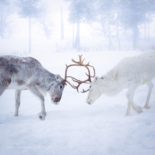 Reindeers in Finnish Lapland by ThomasKleine