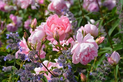 dollribbons - Roses in mixed borders by David AustinDo not...