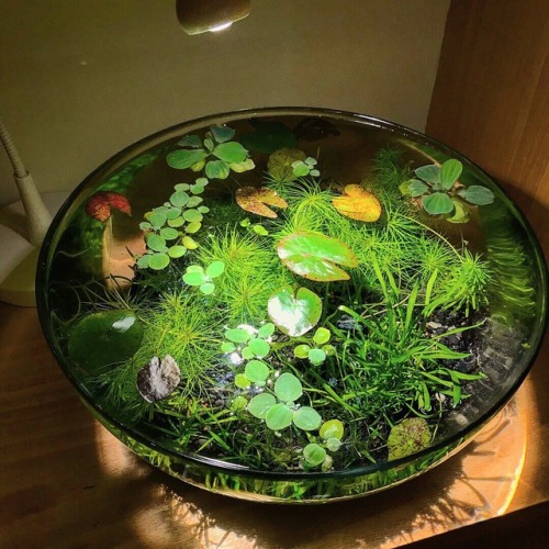 lavenderwaterwitch - solarpunk-aesthetic - How to Make an Indoor...