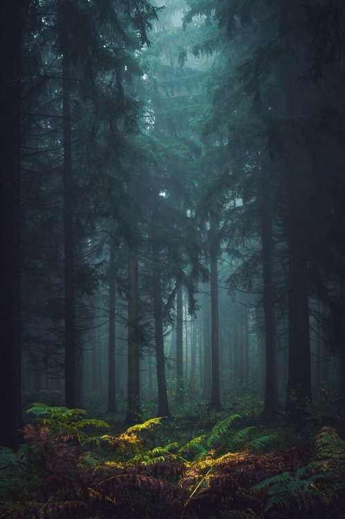 ponderation - Misty Forest by Sven Quandt
