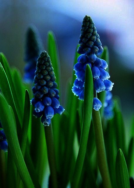 Colors ~ Blue and Green
