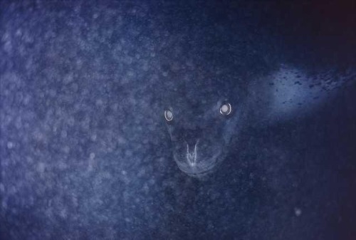 bundyspooks - A leopard seal stalking penguins from beneath the...