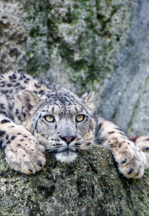 johnnybravo20:Flat Snow Leopard (by Tambako the Jaguar)∵