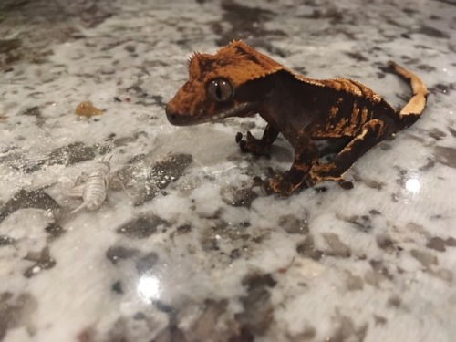 amyalexandra-reptiles:I fed Bart some crickets yesterday and...