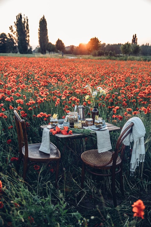 wevestill-gottime - A Picnic in a Field of Poppies (with...
