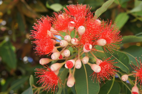 eucalyptus flower