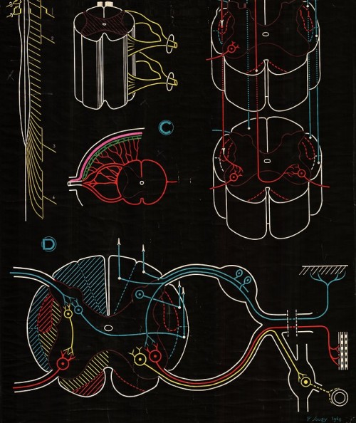 magictransistor:Paul Sougy. Nerve Tissue, The Spinal Cord, Cell...