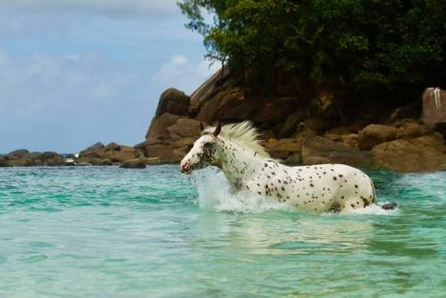 scarlettjane22 - Sea Horse.Kondos YazelaPhoto Credit - Marta...