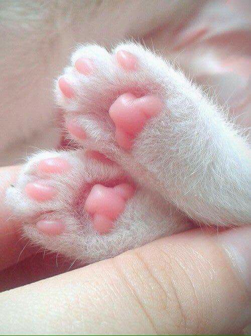 kittehkats - Oh Noes, Kitty Toes!Anybody want Jelly Beans? 