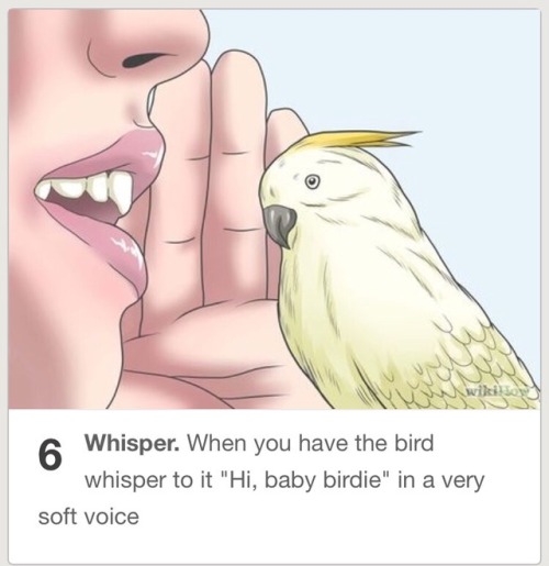 wholesomethemedmemes - How to befriend a baby birdie.