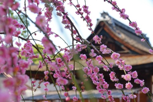chitaka45 - 京都 城南宮 枝垂れ梅Plum blossom in Jonangu Kyoto