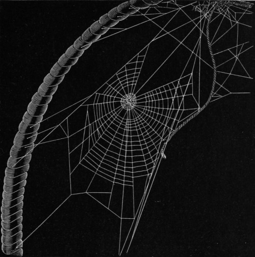 chaosophia218 - Henry McCook - Spider Webs, “American Spiders and...