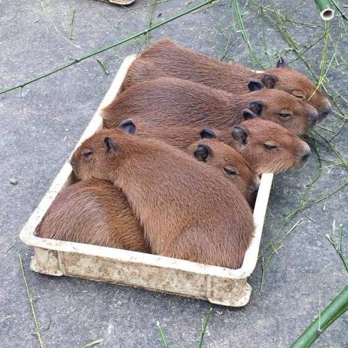 thebaconpancake - Anyone seen my tray of capybaras? I’m sure I...