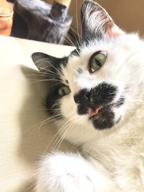 daily-blep - a small and confused blep after One Giant Sneeze